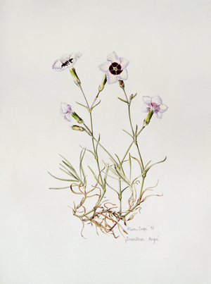 Dianthus 'Argus', 1997 (watercolour on paper)