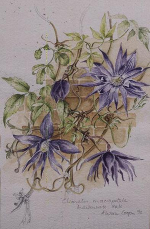 Clematis Macropetala, Maidenwell Hall (w/c)