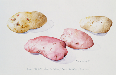 Potato Study, 1993 (watercolour)
