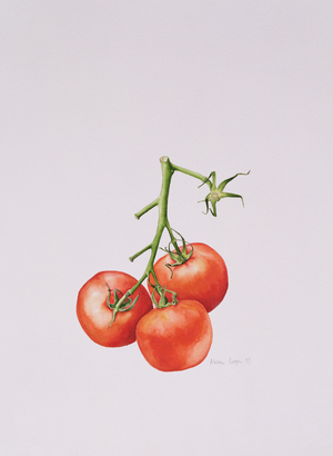 Three Tomatoes on the Vine, 1997 (watercolour on paper)