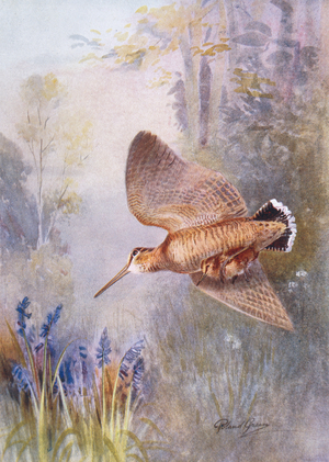 Woodcock carrying young, illustration from 'Birds in Flight' by W.P. Pycraft, published 1922 (colour litho)