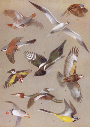 Some types of Wings and Tails, illustration from 'Birds in Flight' by W.P. Pycraft, published 1922 (colour litho)