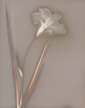 Iris (photogram)