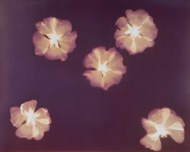 Five Camellias (photogram)