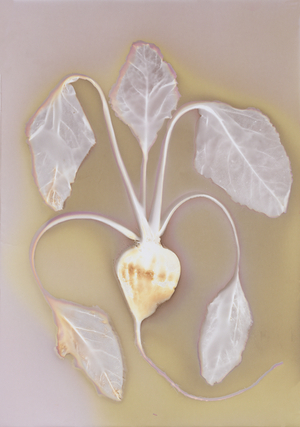 Beetroot (photogram)