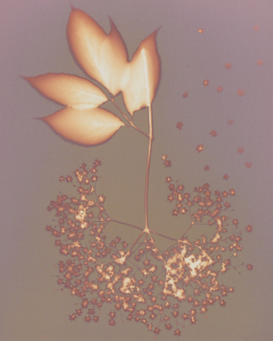 Hydrangea (photogram)