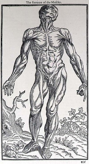 The Forepart of the Muscles, plate from 'The Historie of Man' published by John Banister (1540-1610), 1578 (engraving)