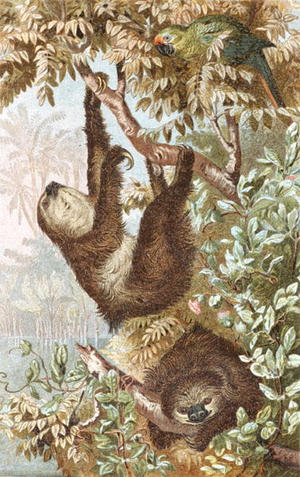 Two-Toed Sloth, plate from "Brehms Tierleben: Allgemeine Kunde des Tierreichs", vol.2, p.646, published by Bibliographisches Institut, 1890 (colour litho)