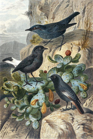Blue Rock Thrush, Black Wheatear and Redtail, plate from "Brehms Tierleben: Allgemeine Kunde des Tierreichs", vol 4, p. 57, published by Bibliographisches Institut, 1891 (colour litho)
