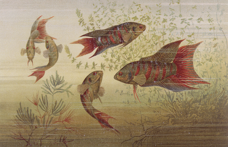 Paradise fish, plate from "Brehms Tierleben: Allgemeine Kunde des Tierreichs", vol.8, p. 184, published by Bibliographisches Institut, 1892 (colour litho)