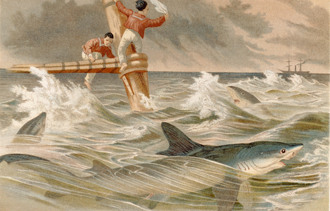 Blue shark, plate from "Brehms Tierleben: Allgemeine Kunde des Tierreichs", vol.8, p.438, published by Bibliographisches Institut, 1892 (colour litho)