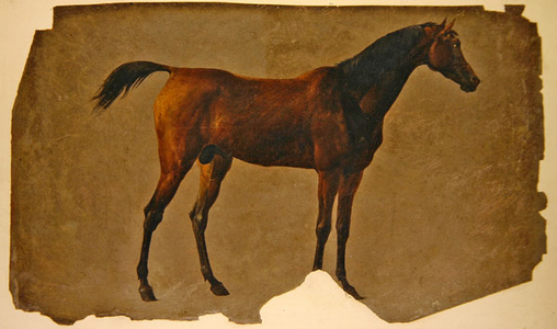 An Arab Horse (oil on paper)