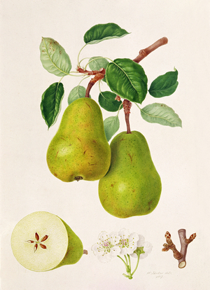 The D'Auch Pear, 1817 (w/c on paper)