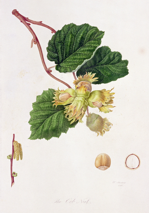 The Cob Nut, 1816 (w/c on paper)