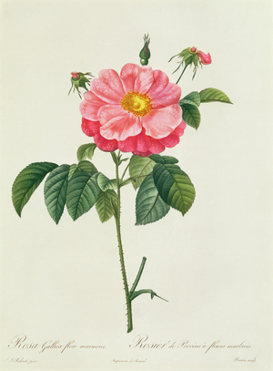 Rosa Gallica Flore Marmoreo