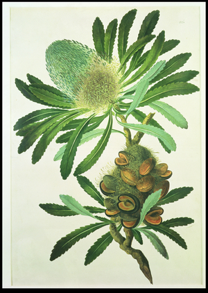 Banksia serrata: Plate 285 from "Banks' Florilegium", gathered from Botany Bay, Australia on Captain Cook's First Voyage, engraved by G. Smith, after Sydney Parkinson (1770) and J.F. Miller (1773)