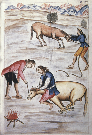 The red iron branding of a mare, from the book "Trujillo del Peru" or "Códice Martínez Compañón", by Baltazar Martinez Compañón y Bujanda, bishop of Trujillo (1782-1785), 18th century (watercolour)