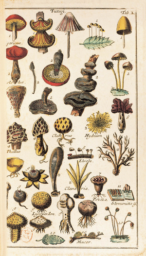Illustrated plate of the classification of mushrooms, from "Compendium Botanices Systematis Linnean" by Swedish naturalist Charles Linne (Carolus Linnaeus) (1707-1778), 1785 (engraving)