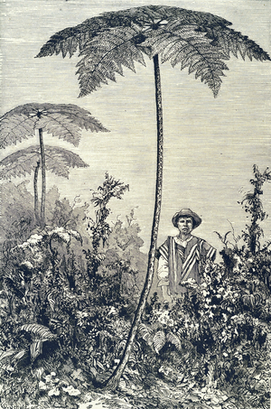 SOUTH AMERICA (c19th). The Cyathea patens, 1880. Engraving. Private Collection ©Lorio/Iberfoto/Leemage