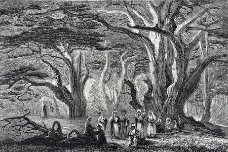 LEBANON (C19th). Cedar forest. Illustration of 1880 (engraving)
