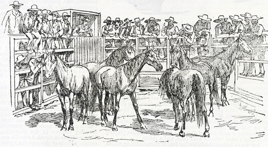 AUSTRALIA (19th century). A south australian horse-breeding station. Illustration of 1887. Engraving ©Lorio/Iberfoto/Leemage