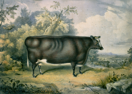 The Cottesmore Prize Heifer, after Henry Strafford (fl.1833-73), 1837 (w/c on paper)