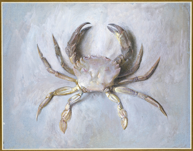 Velvet Crab, 1870-1 (w/c over pencil on paper)