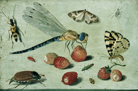 A Dragon-fly, two Moths, a Spider and some Beetles, with wild Strawberries, 17th century (oil on copper)