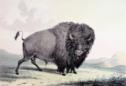 A Buffalo bull grazing (colour litho)