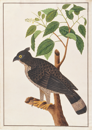 Blyth's Hawk Eagle, from 'Drawings of Birds from Malacca', c.1805-18 (w/c on paper)