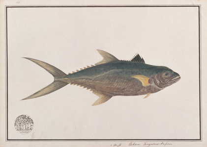Indo-Pacific King Mackerel, from 'Drawings of Fishes from Malacca', c.1805-18 (w/c on paper)