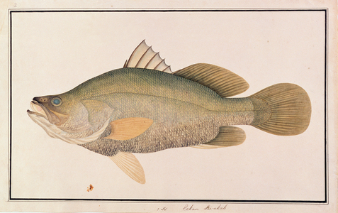 Giant Sea Perch, from 'Drawings of Fishes from Malacca', c.1805-18 (w/c on paper)