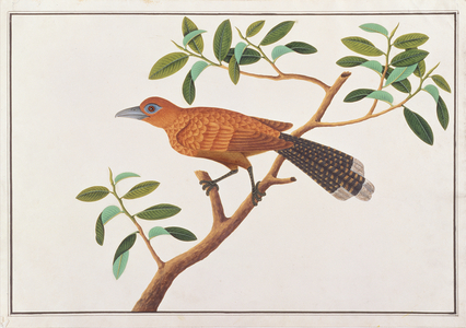 Raffles' Malkoha, from 'Drawings of Birds from Malacca', c.1805-18 (w/c on paper)