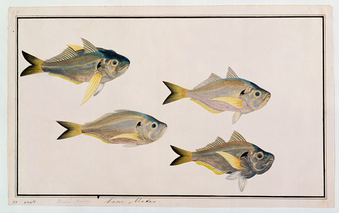 Kasee Madoo, from 'Drawings of Fishes from Malacca', c.1805-18 (w/c on paper)