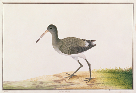 Black-tailed Godwit, from 'Drawings of Birds from Malacca', c.1805-18 (w/c on paper)