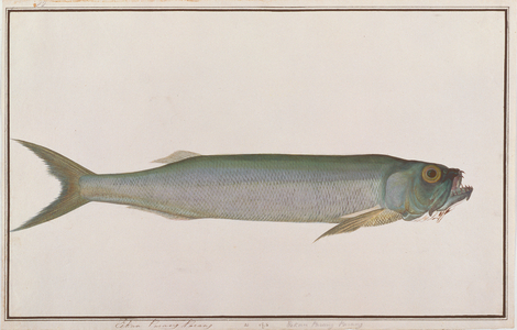 Dorab Wolf-herring, from 'Drawings of Fishes from Malacca', c.1805-18 (w/c on paper)