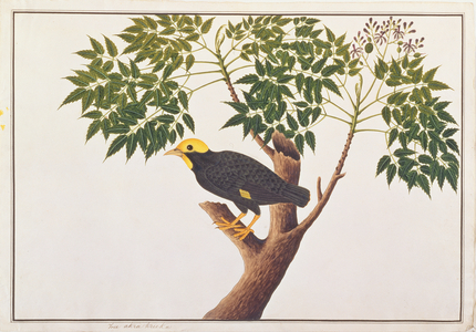 Golden-crested Myna, from 'Drawings of Birds from Malacca', c.1805-18 (w/c on paper)
