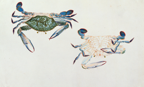 Ketam Rinyong, from 'Drawings of Animals, Insects and Reptiles from Malacca', c.1805-18 (w/c and gouache on paper)