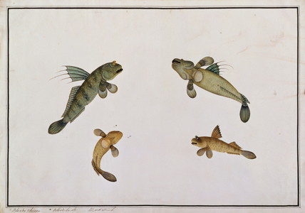 Mud Fish, Bloodo chiena, Bloodo La-ore, from 'Drawings of Fishes from Malacca', c.1805-18 (w/c on paper)