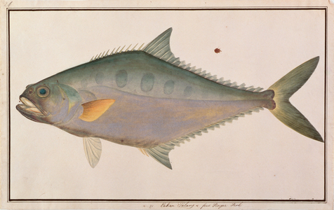 Talang Queenfish, from 'Drawings of Fishes from Malacca', c.1805-18 (w/c on paper)