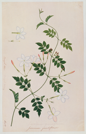 Jasminium grandiflorum, from 'Drawings of Plants from Malacca', c.1805-18 (w/c on paper)