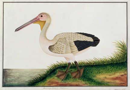 Pelican, Boorong Java, from 'Drawings of Birds from Malacca', c.1805-18 (w/c on paper)