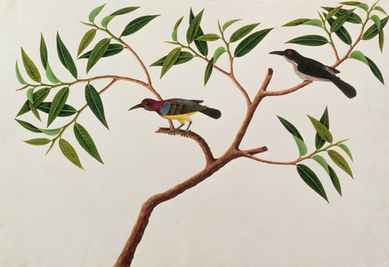 Humming Bird, Boorong cherichap, from 'Drawings of Birds from Malacca', c.1805-18 (w/c on paper)