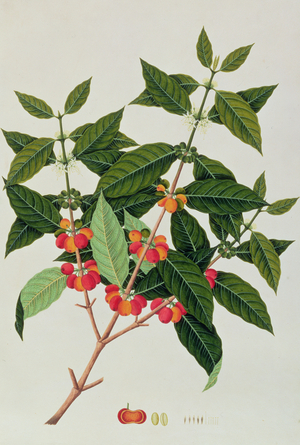 Coffee, from 'Drawings of Plants from Malacca', c.1805-18 (w/c on paper)