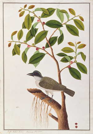 Large Woodshrike, from 'Drawings of Birds from Malacca', c.1805-18 (w/c on paper)