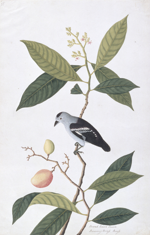 Booah Nawa Hawa, from 'Drawings of Birds from Malacca', c.1805-18 (w/c on paper)