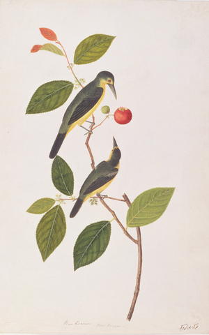 Great Iora, from 'Drawings of Birds from Malacca', c.1805-18 (w/c on paper)