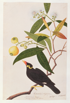 Hill Myna, from 'Drawings of Birds from Malacca', c.1805-18 (w/c on paper)