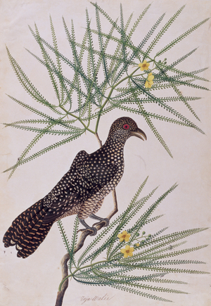 Taja Walie, from 'Drawing of Birds from Malacca', c.1805-18 (w/c on paper)