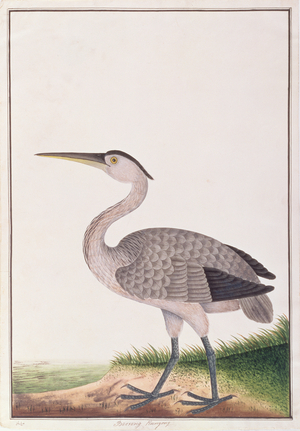 Grey Heron, from 'Drawings of Birds from Malacca', c.1805-18 (w/c on paper)